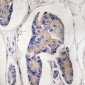 Anti-ULK1 Antibody
